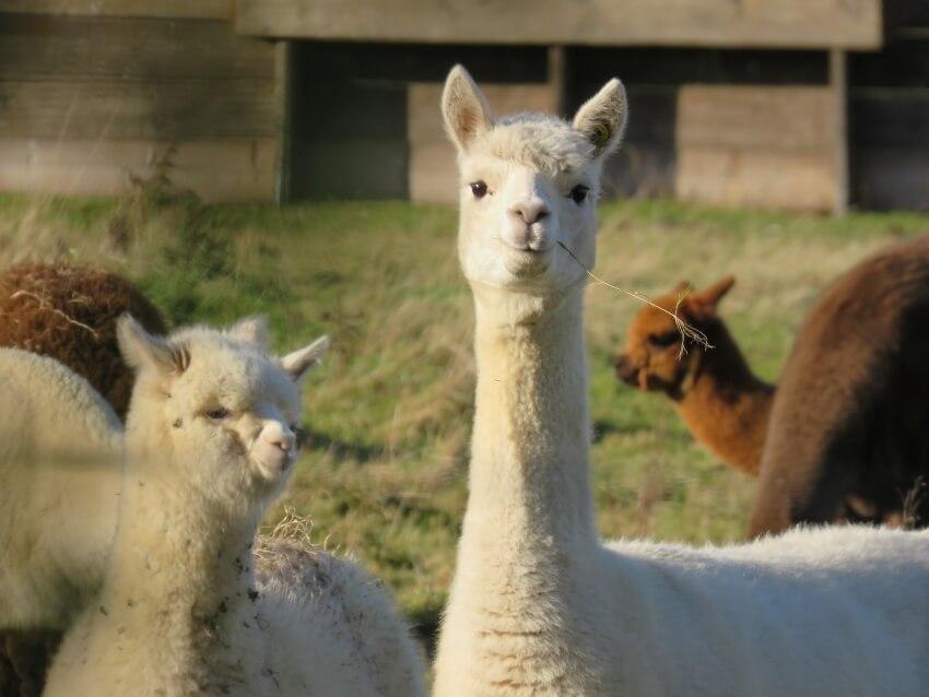 Group of Llama in a Farm