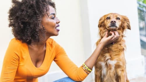 22 Best Pet Travel Insurance