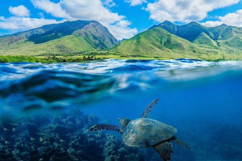 Snorkeling at Hawaii