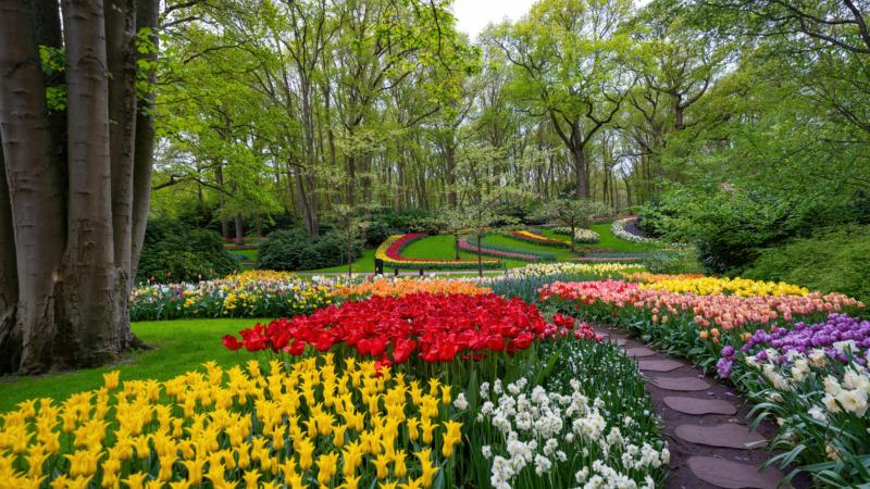 Keukenhof Tulips