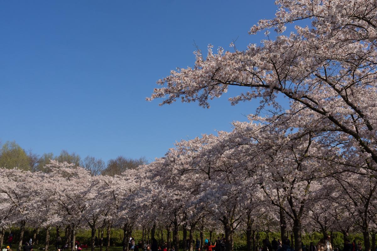 Bloesempark Amstelveen with visitors under cherry blossom canopy