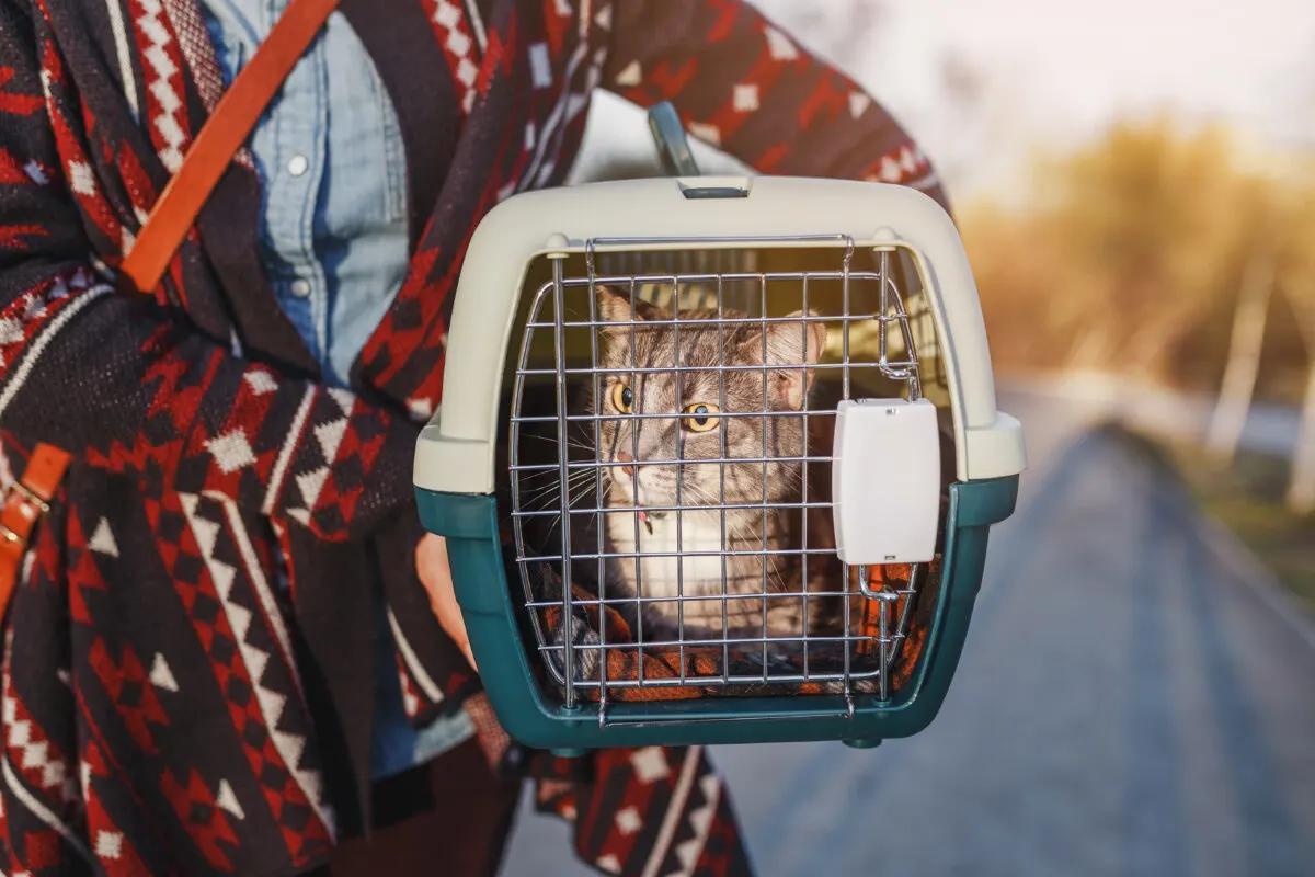 Cat Lying Down in a Pet Carrier