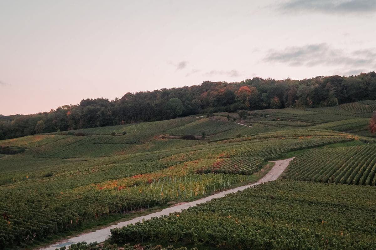 Sunset over Champagne, France vineyards with autumn foliage