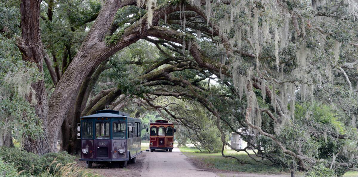 Trail and trolleys at Charleston Tea Plantation in South Carolina, one of the best things to do in Charleston