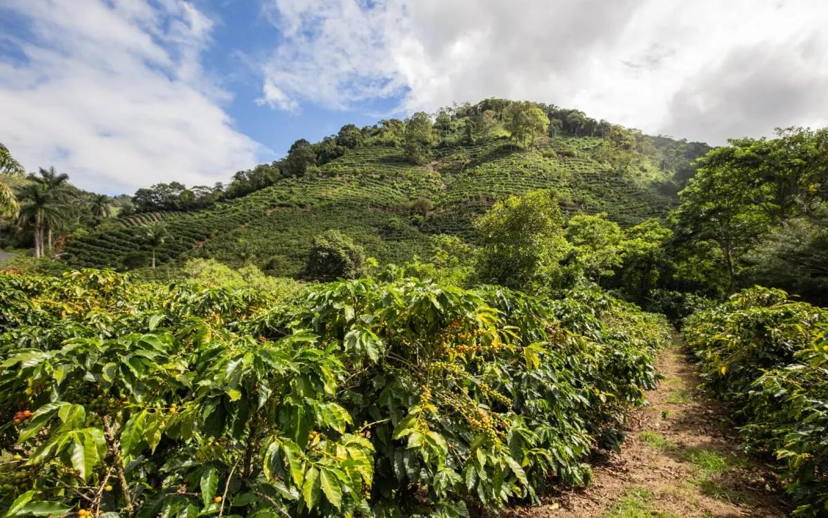 Coffee plantation in Costa Rica