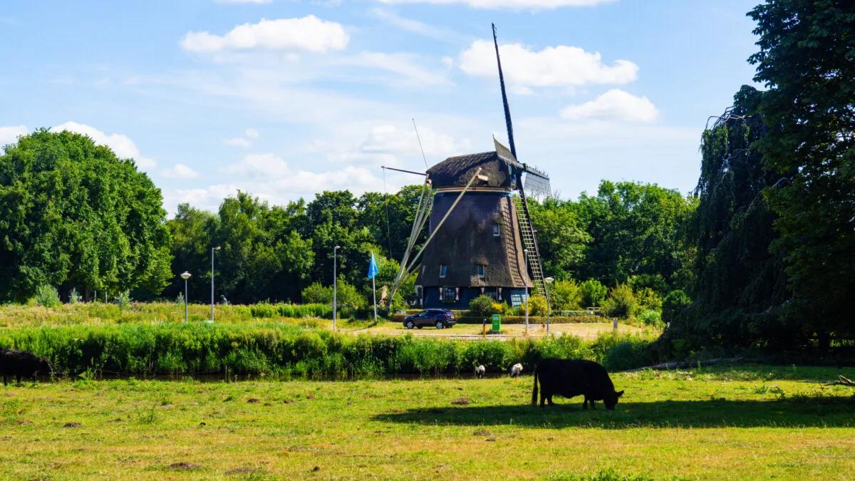 Cow in front of De Riekermolen, Amstelpark, Netherlands