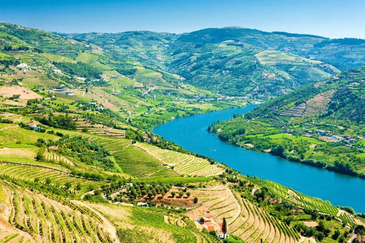 Vineyards in Douro Valley, Portugal