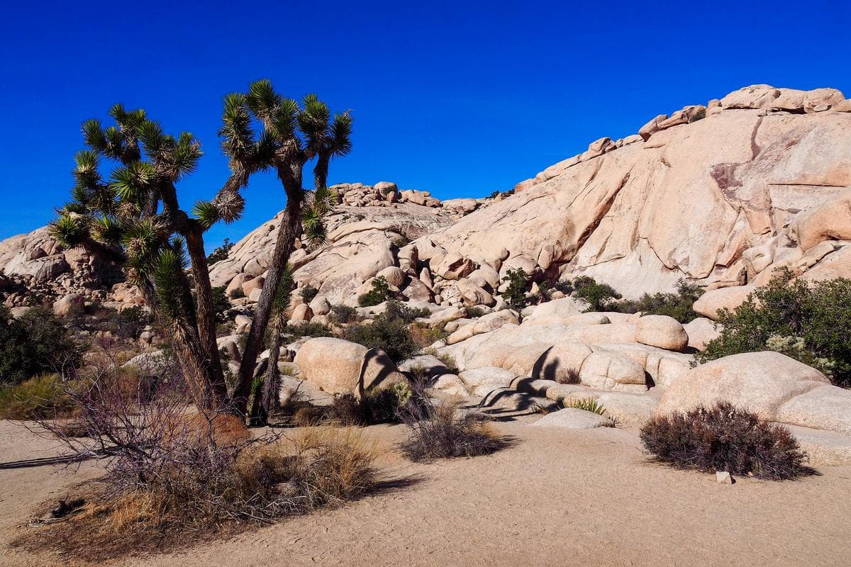 Joshua Trees and granite boulders in Joshua Tree National Park