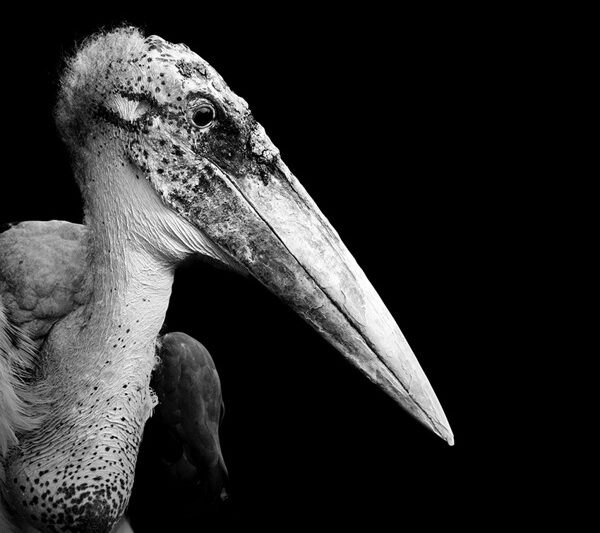 A close-up image of a magnificent pelican with a distinctive long beak and striking white plumage, against a dramatic black background.