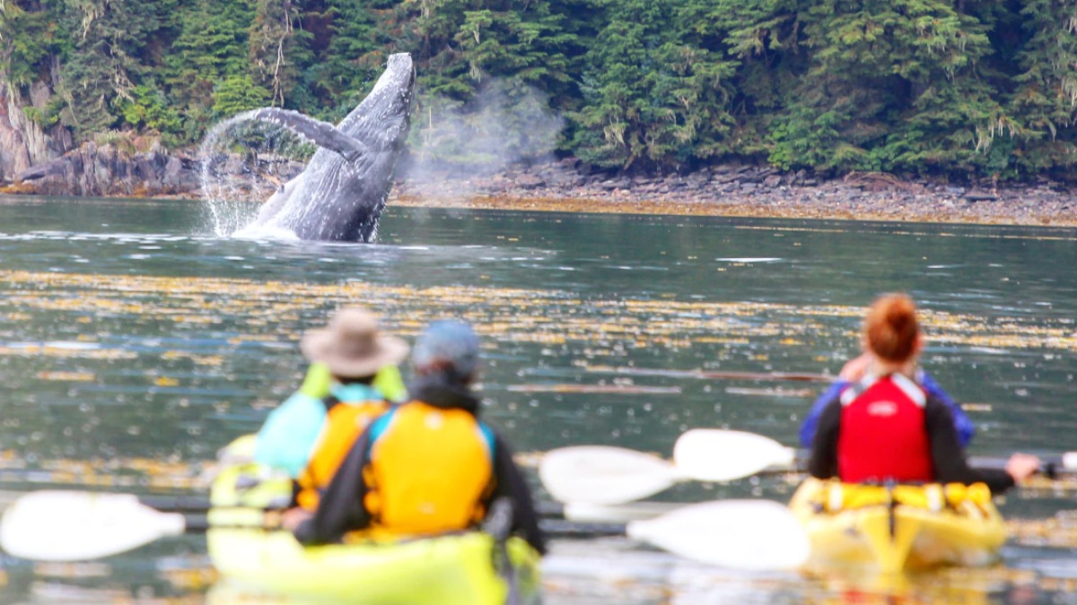 Kayakers looking on a whale