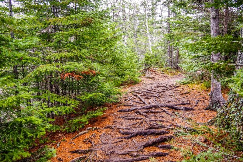 Hiking Trail at Cascade River State Park