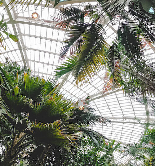 Plants in Como Park Conservatory