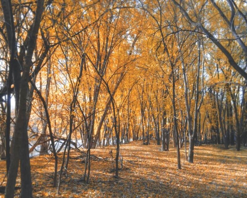 Trail and Autumn Trees
