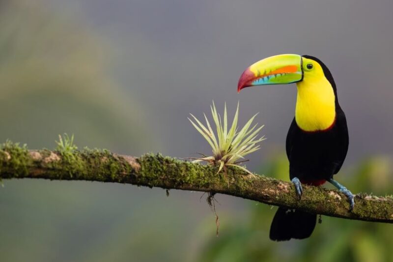 22 Most Stunning, Unique Costa Rica Animals