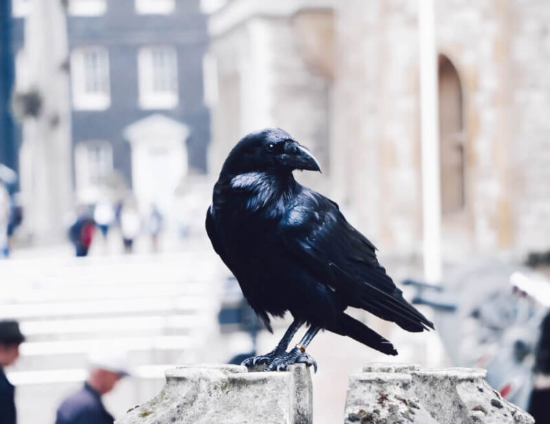Ravens at the Tower of London