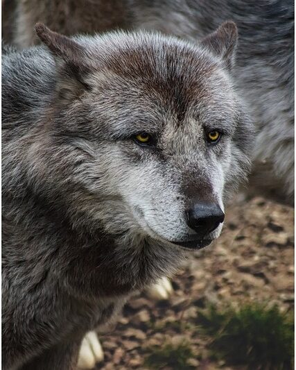 Face of a wolf