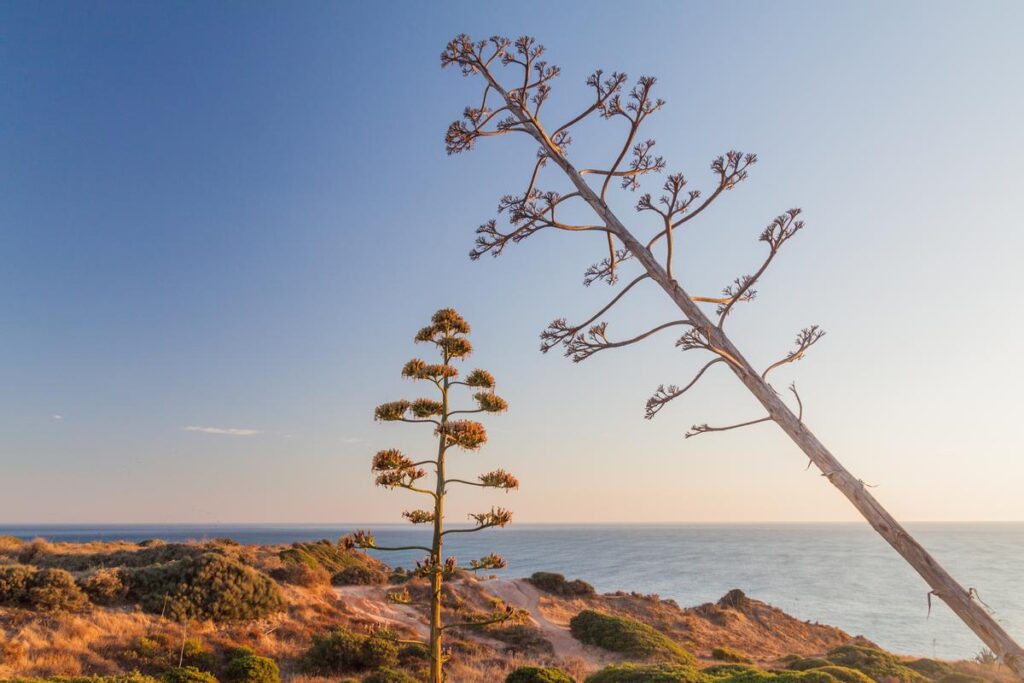 Agave Plants at Ponta da Piedade, Lagos