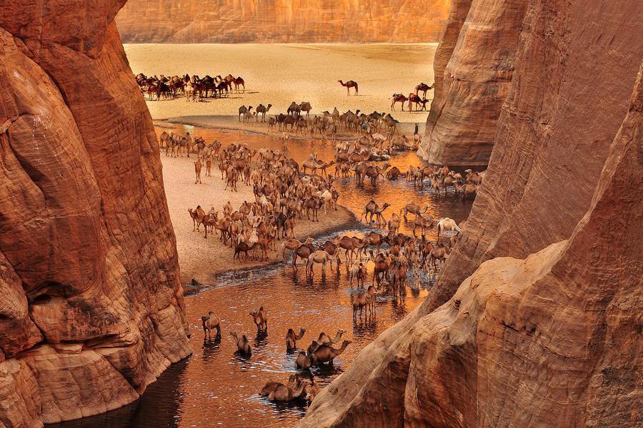 Camels at Guelta d'Archei Oasis, Sahara Desert