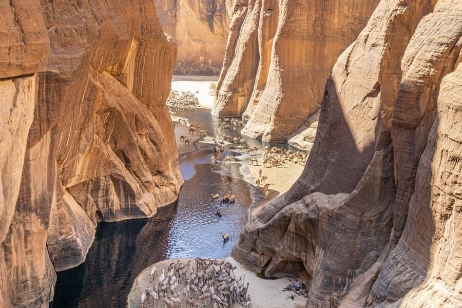 Camels at Guelta d'Archei Oasis, Sahara