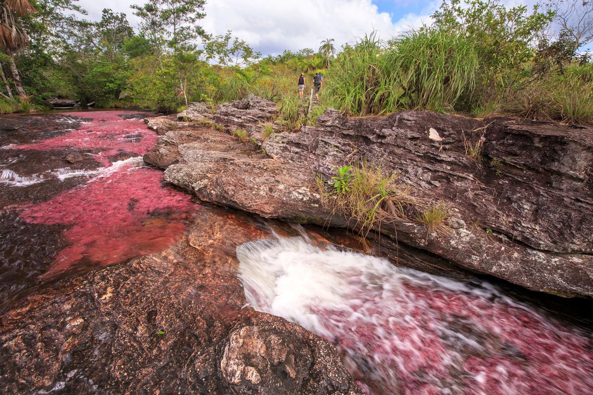 Caño Cristales Colombia: The River of Five Colors