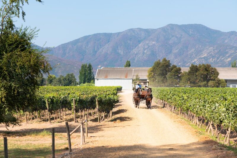 Horse-drawn carriage tour through Chilean vineyard with lush grapevines and mountain views.