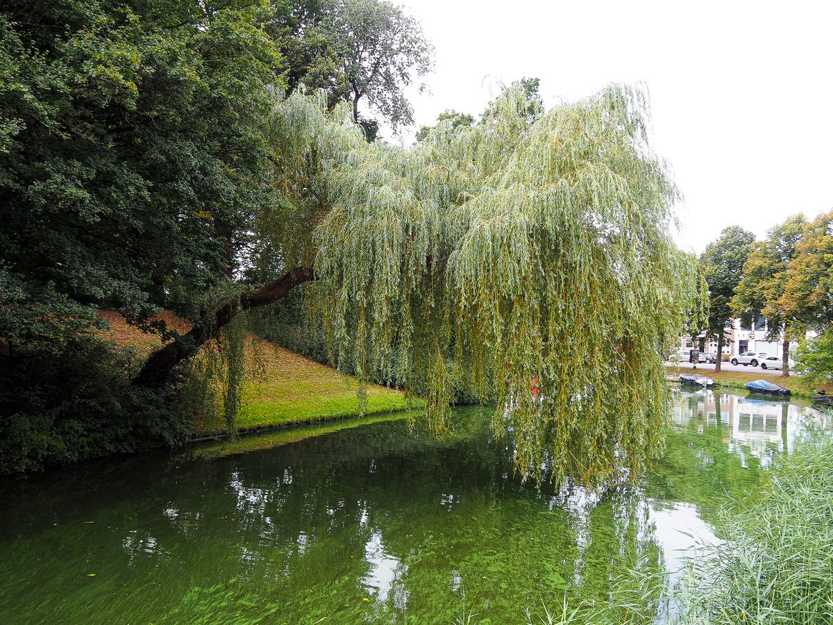 Tranquil city park with weeping willows in Alkmaar, Netherlands, serene nature escape