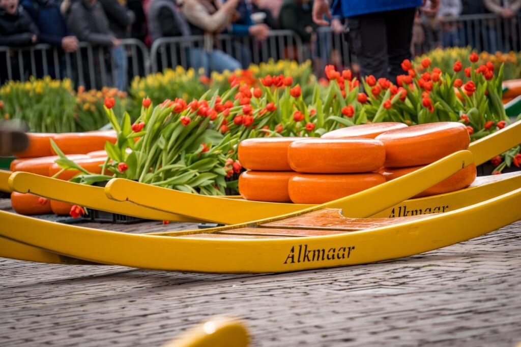Traditional Dutch cheese wheels at Alkmaar market with vibrant tulips in the background.