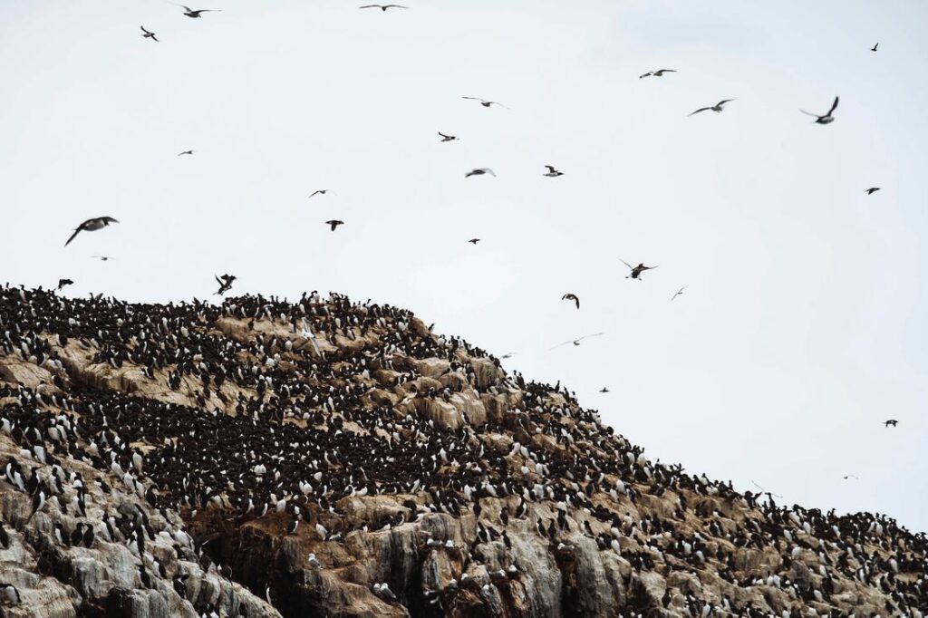 Seabirds gathered on rocks in the Farne Islands