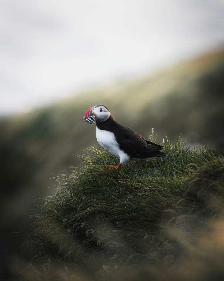 Puffin on the Farne Islands near Bamburgh
