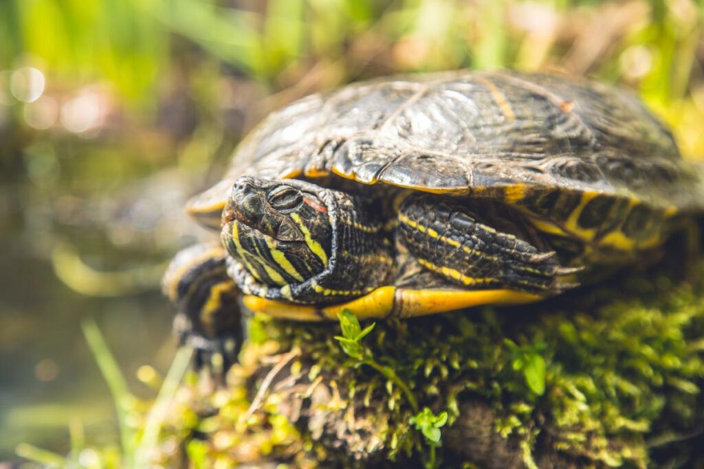 Florida Redbelly Turtle in Hoh Rainforest
