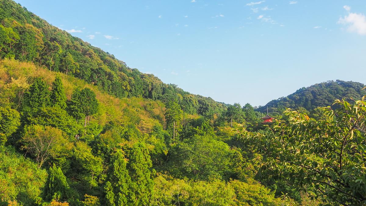 Verdant forest surrounding Kiyomizu-dera Temple in Kyoto, Japan with serene temple views