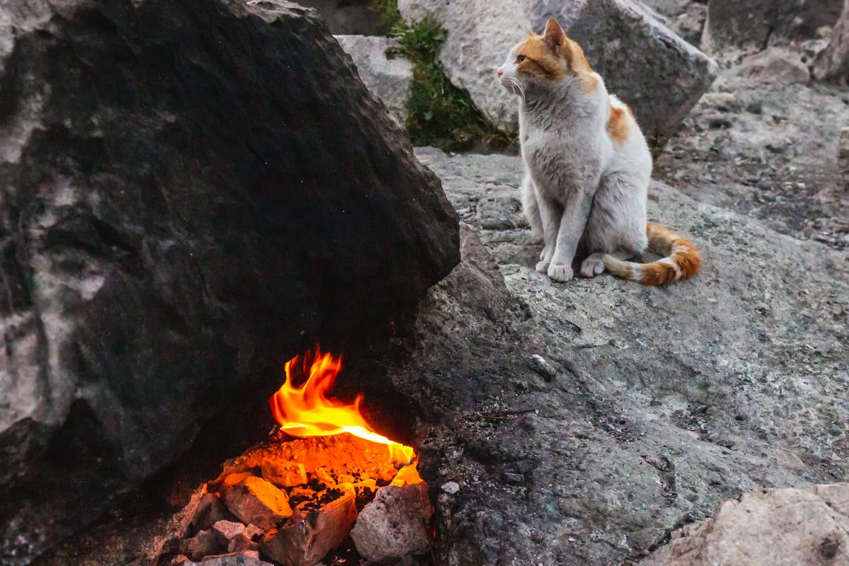 Ginger cat at Mount Chimaera, Antalya, Turkey, beside eternal flame in rocky terrain at twilight.