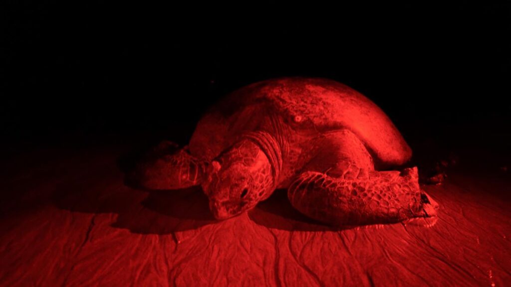 Green sea turtle in natural habitat at Las Baulas National Park, Costa Rica, illuminated under red light for nighttime observation.