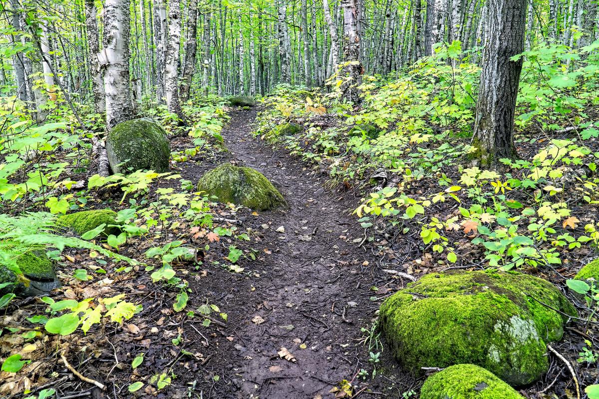 Lush green path along the Greenstone Ridge Trail, Isle Royale National Park surrounded by dense birch trees and moss-covered boulders.
