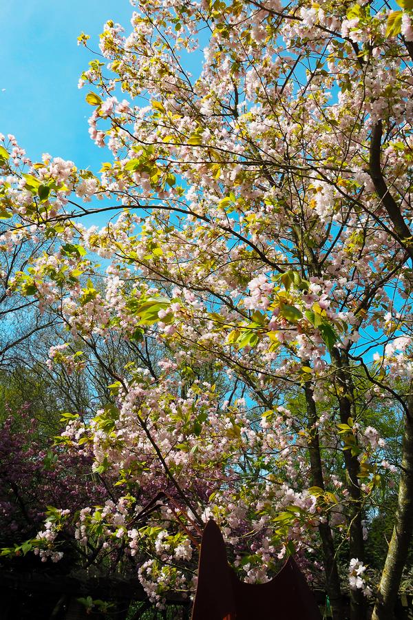 Stunning Keukenhof cherry blossoms in full bloom, perfect for springtime visits to Keukenhof Gardens