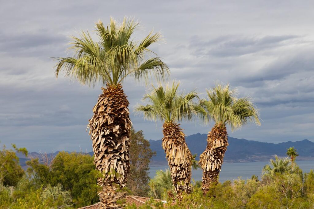 Lake Mead 2024 Water Levels Scenic View