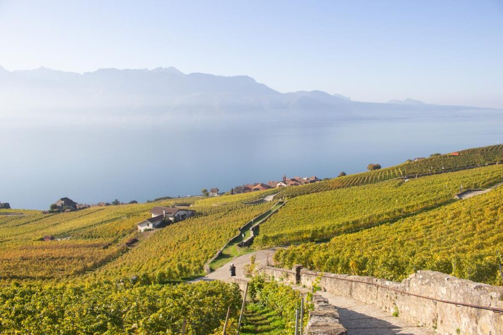 Scenic view of Lavaux vineyards, Switzerland with Lake Geneva and Alps.