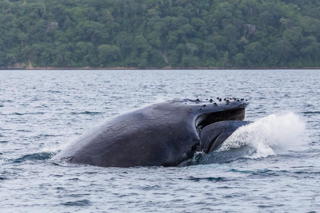 Humpback whale surfacing in Guanacaste, Costa Rica