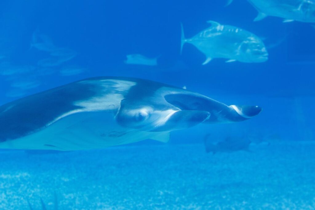 Manta Ray at Okinawa Churaumi Aquarium