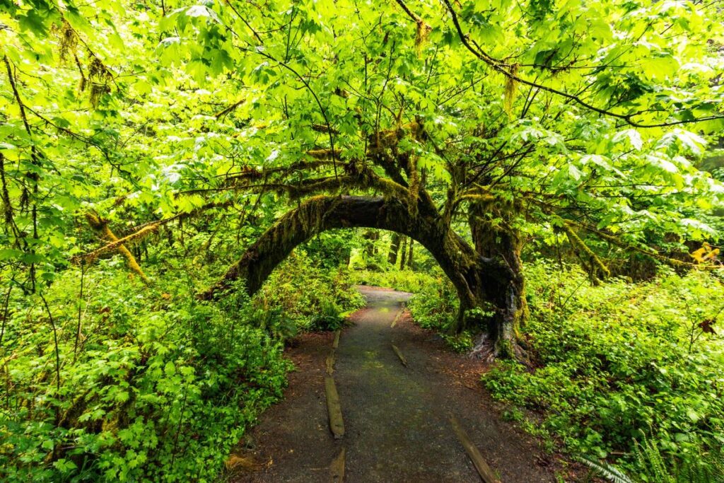 Scenic moss-covered tree arch in Hoh Rain Forest, Pacific Northwest - nature hiking trail.