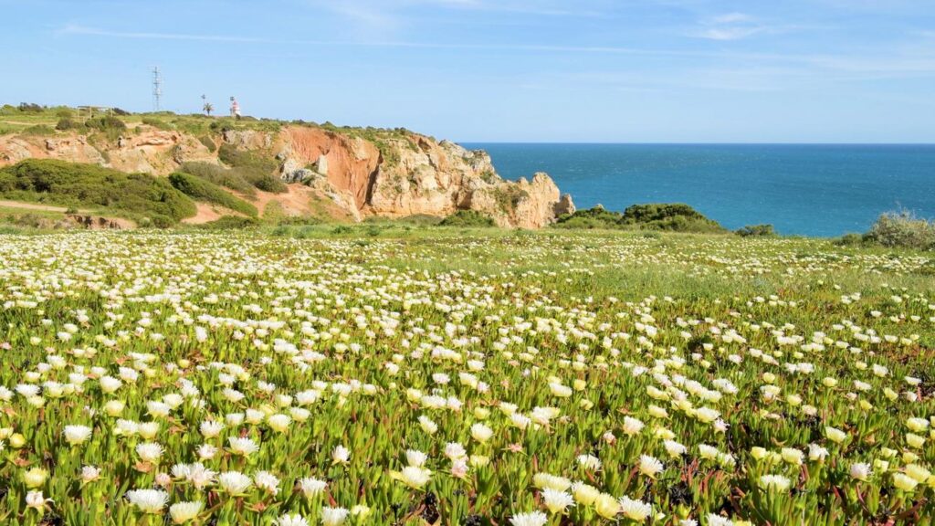 Ponta da Piedade Cliffs Algarve Wildflowers