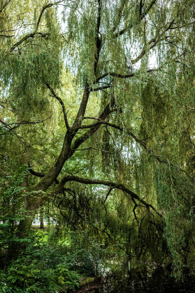 Grey heron beneath a weeping willow beside the water in Noorderpark