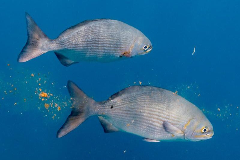 Marine Life Enthusiasts