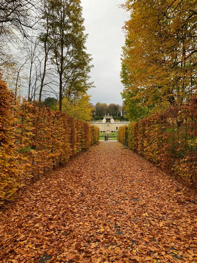 Vertical shot of an alley covered with fallen leaves in autumn in Potsdam, Germany