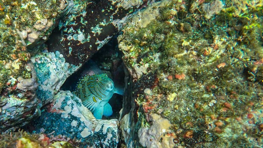 Hawkfish in vibrant Costa Rican underwater realm, blending with colorful coral environment.