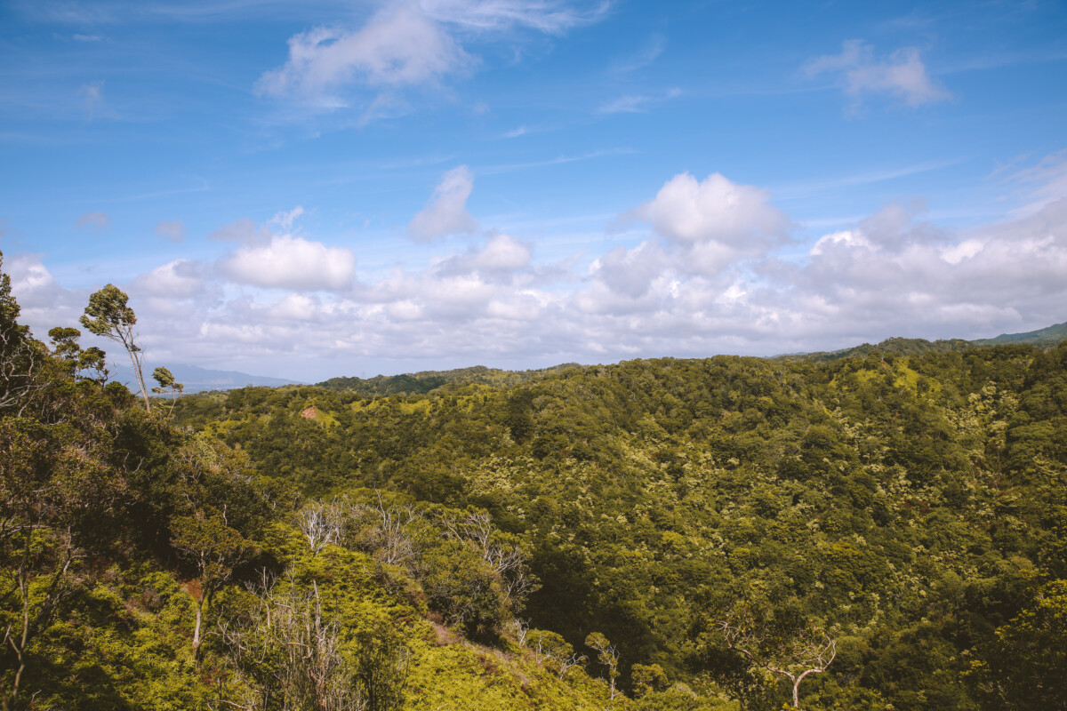 Skyline and Aiea Loop Trail view in Oahu, Hawaii