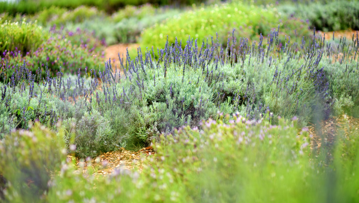 Rows of Ali'i Kula Lavender Farm's blooming lavender plants in Maui, Hawaii