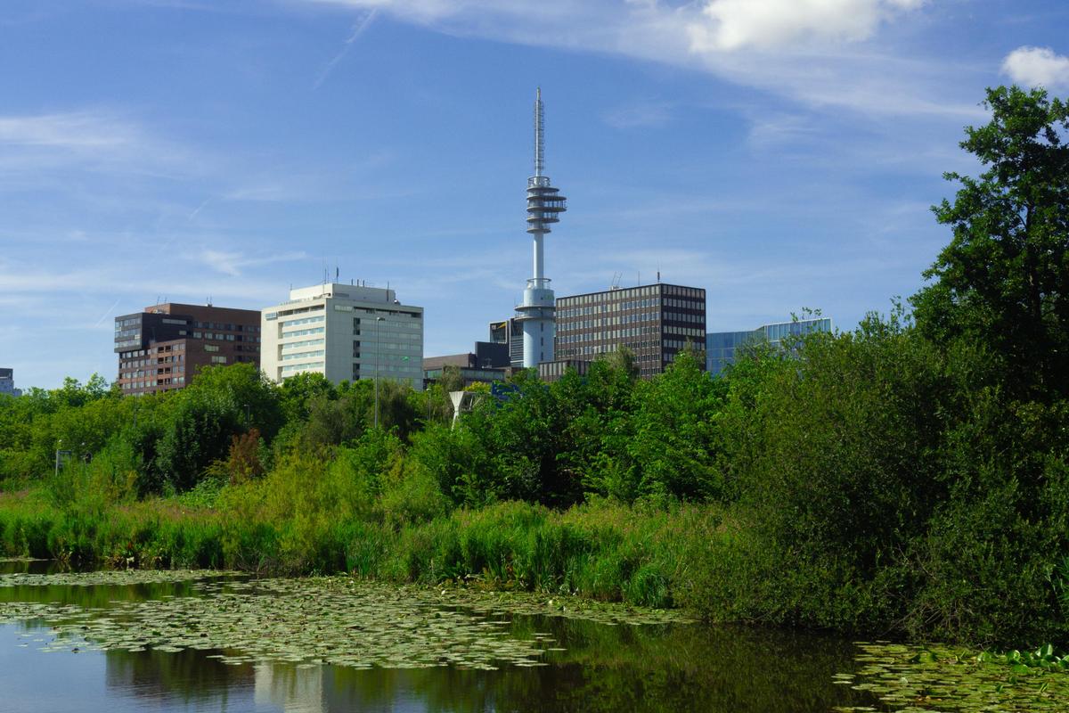 Urban park with pond, water lilies, and skyline in Amsterdam