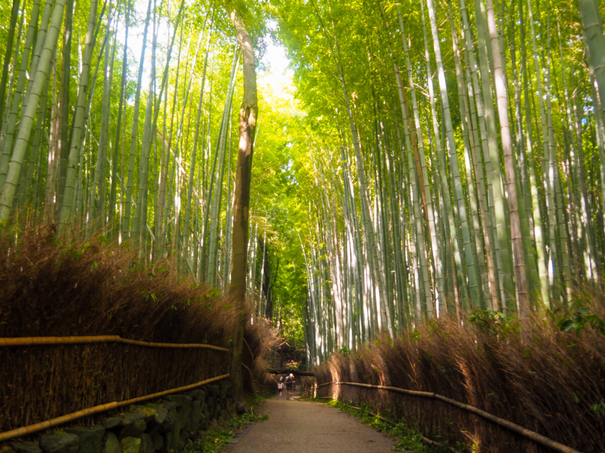 Arashiyama Bamboo Forest, Kyoto