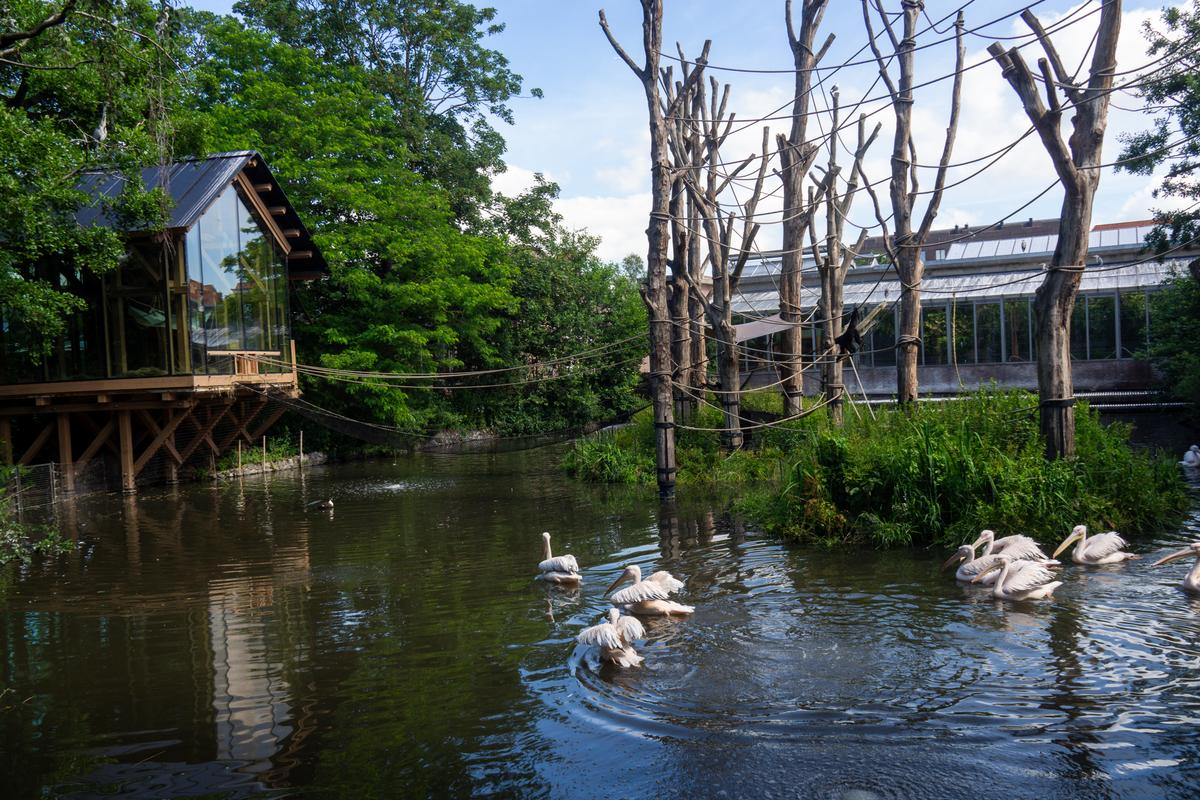 Pelicans in pond at ARTIS Zoo Amsterdam with modern glass background